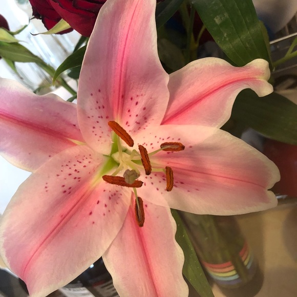 Meet your Posher, Leticia - Picture 1 of 1